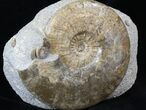 Scottish Ammonite (Ludwigia) - Rare! #30780-2